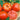 Tomato - Cherokee