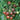 Tomato - Chocolate Cherry