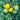 Tomato - Containers Choice Green F1