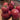 Tomato - Containers Choice Pink F1