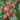 Tomato - Currant Red Sweet Pea