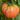Tomato - Dester