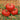 Tomato - Dutchman