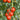 Tomato - Early Cascade