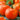 Tomato - Early Choice Red F1
