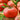 Tomato - Early Red Chief