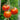 Tomato - Elberta Peach