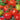 Tomato - Fireworks
