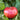 Tomato - Giant Belgium - Pink