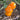 Tomato - Gold Nugget