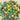 Tomato - Green Grape