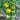 Tomato - Green Zebra
