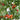 Tomato - Gum Drop Bi Color F1