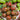 Tomato - Gum Drop Brown F1