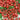 Tomato - Gum Drop Pink F1