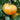 Tomato - Hillbilly - Potato Leaf