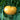 Tomato - Kentucky Beefsteak