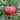 Tomato - Kolb