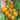 Tomato - Kumquat F1