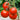Tomato - Manitoba