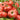 Tomato - Mamie Brown's
