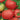 Tomato - Marianna's Peace