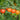 Tomato - Matt's Wild Cherry