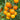 Tomato - Mini Orange