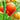 Tomato - Moneymaker