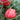 Tomato - Oaxacan Pink