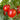 Tomato - Ocerion Red Plum