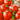 Tomato - Oregon Spring