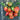Tomato - Oxheart Bi Color Striped