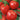 Tomato - Oxheart Red