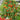 Tomato - Patio Choice Red F1