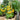 Tomato - Patio Choice Yellow F1