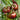 Tomato - Paul Robeson