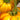 Tomato - Persimmon