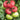 Tomato - Ponderosa Pink