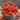 Tomato - Quedlinburger Furhe Libe