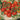 Tomato - Red Cherry Large