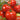 Tomato - Red Russian