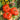 Tomato - Rosa Sicilian