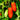 Tomato - San Marzano Determinate