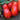 Tomato - San Marzano Indeterminate