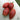 Tomato - Sheboygan