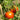 Tomato - Siberian