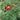 Tomato - Silvery Fir Tree