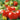 Tomato - Stupice