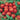 Tomato - Tiny Tim